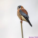 DSC_3205 copy_001_01.JPG