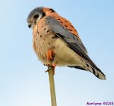 DSC_3213 copy_001.JPG