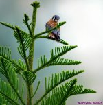 DSC_3226 copy_001.JPG