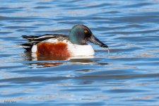 Shovelers-470.jpg
