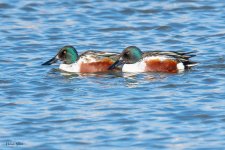 Shovelers-471.jpg