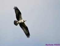 DSC_3456 copy_001.JPG