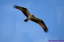 DSC_3468 copy_001.JPG