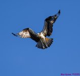 DSC_3531 copy_001.JPG