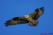 DSC_3543 copy_001.JPG