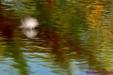 DSC_3671 copy_001.JPG