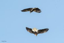 EagleTheft-477.jpg