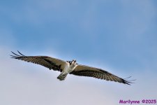 DSC_4020 copy_001.JPG