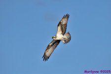 DSC_4022 copy_001.JPG