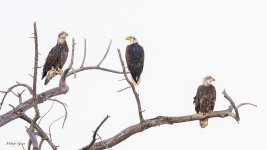 EagleTrio-480.jpg