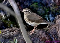 DSC_4240 copy_001.JPG