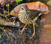 DSC_4241 copy_001.JPG