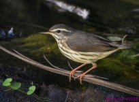 DSC_4242 copy_001.JPG