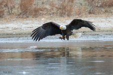 EagleGrab-496.jpg