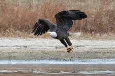 EagleGrab-499.jpg
