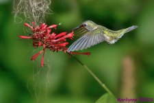 DSC_4605 copy2_001.JPG