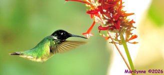 DSC_4652 copy_001.JPG