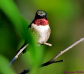 DSC_4663 copy_001.JPG