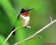 DSC_4667 copy_001.JPG