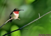 DSC_4691 copy_001.JPG