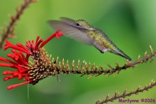 DSC_4704 copy_001.JPG