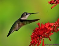 DSC_4713 copy_001.JPG