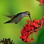 DSC_4720 copy_001.JPG