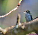 DSC_4737 copy_001.JPG