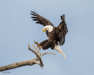 EagleLanding-507.jpg