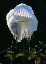 DSC_4780_stitch5 copy_001.JPG