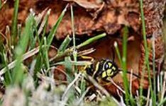 49748d1377628808t-how-would-you-crop-wasp1_zps2348755a.jpg