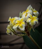 whiteyelow-1.jpg