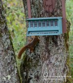 239 Red Squirrel-130827_01.jpg