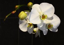 Orchid touched.jpg