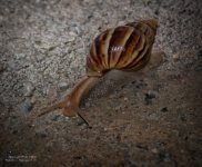 snail-1.jpg