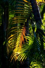 Palm Frond 80-400-1.jpg