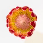 flower-back-lit-1.jpg
