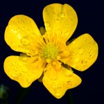 Buttercup-1.jpg