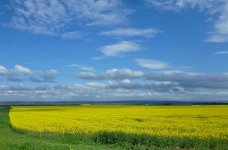 yellow-01.jpg