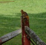 240 Rd Squirrel-130828_01.jpg