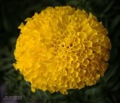 yellow-ball-1.jpg