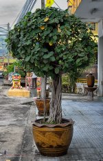 mini-tree-1.jpg