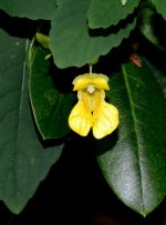 240 Jewelweed-130828_01.jpg