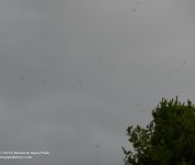 240 Turkey Vultures-130828-02_01.jpg