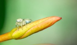 Jumping spider macro-1.jpg