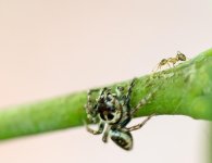Jumping spider macro-2.jpg