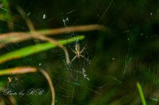 20130824-_1RB9605-2.jpg