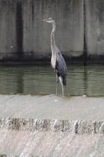 DSCN9556.jpg