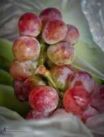 grape1-1.jpg