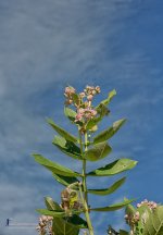 flowersky-1.jpg